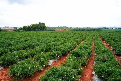 從會場到田間 石林西洋參產(chǎn)業(yè)的實地探訪與展望