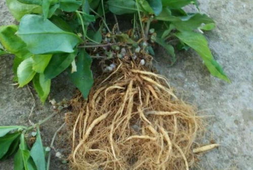 四葉參 市場價值高昂，農(nóng)民種植意愿為何低迷？