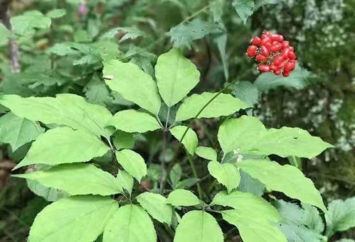 歷史檔案中的延邊人參 從本土瑰寶到西洋參的引進(jìn)與融合